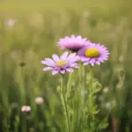 Three wildflowers