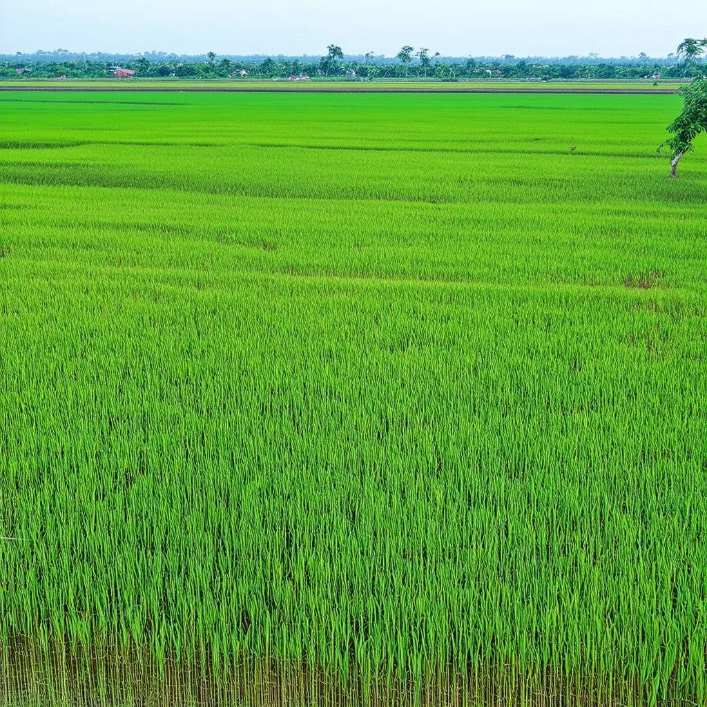 Cánh đồng bồn bồn