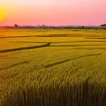 Golden Rice Field