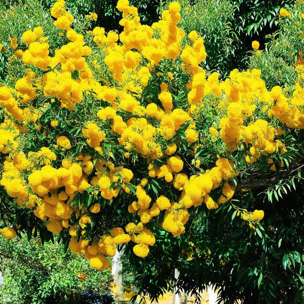 Cây mimosa trong vườn