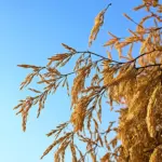 Willow branches