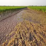 Hạn hán do El Nino