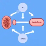 Cơ chế hoạt động của Lactoferrin