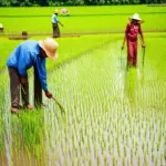 Nông dân trồng lúa