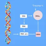 Phiên mã: Từ DNA đến RNA