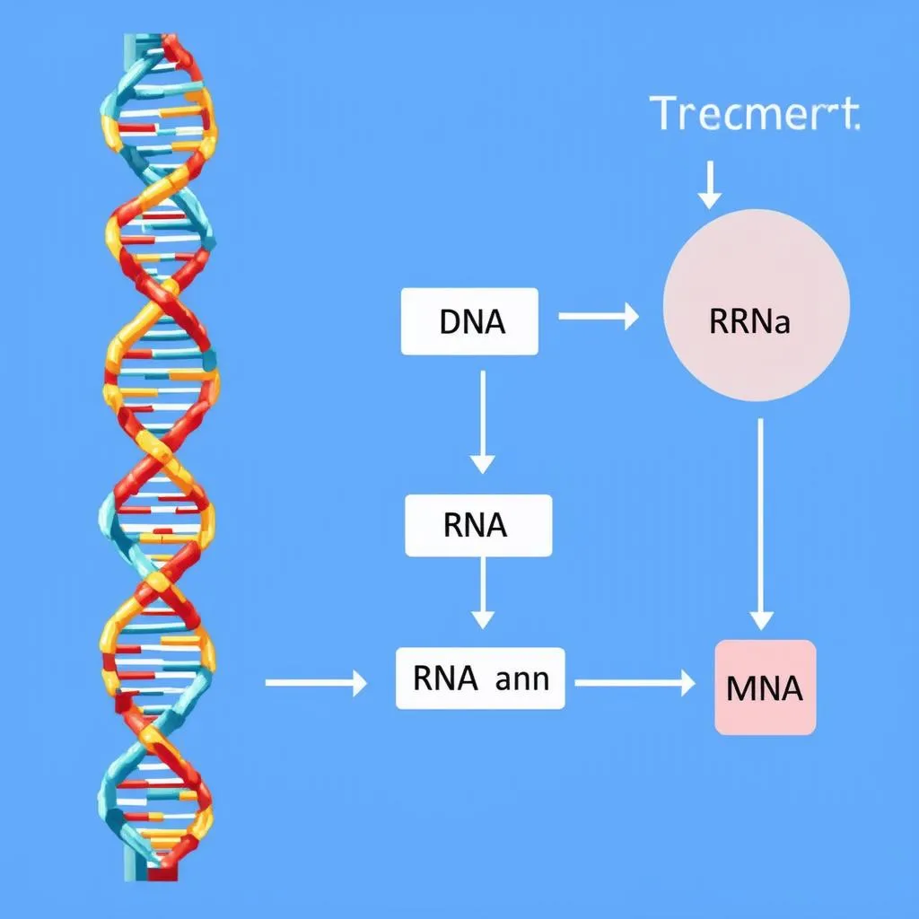 Phiên mã: Từ DNA đến RNA