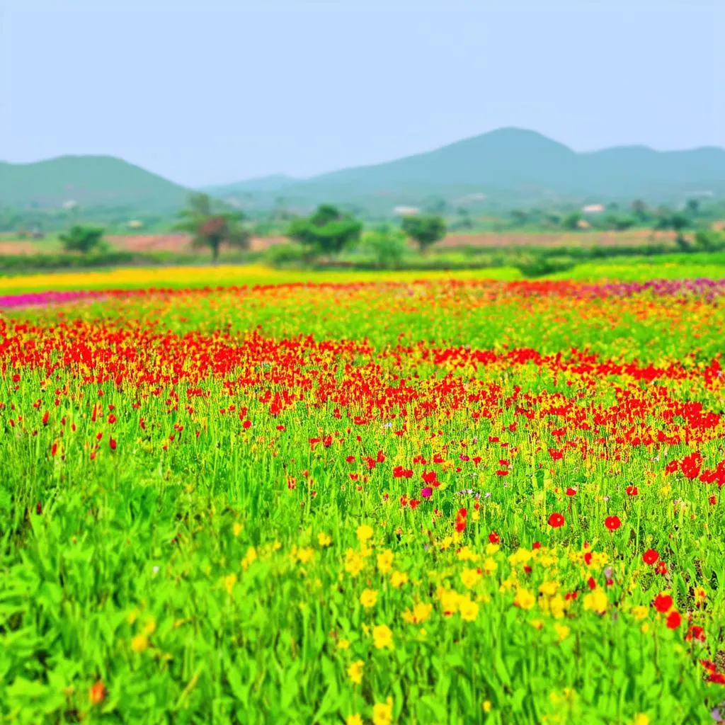 Thiên đường hoa cỏ