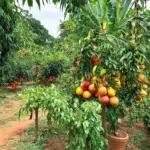 Củ Chi Fruit Garden